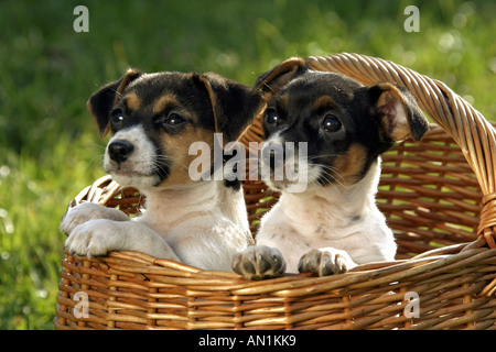 Due Jack Russell Terrier - Cuccioli in basket Foto Stock