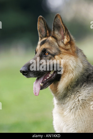 Pastore Tedesco cane - Ritratto Foto Stock