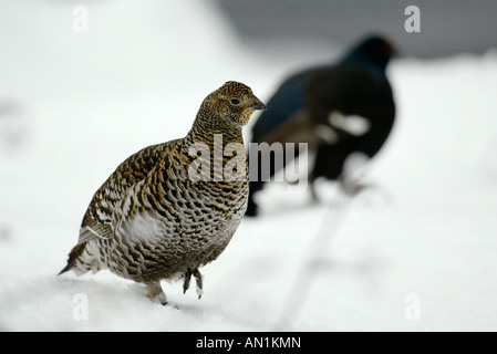 Birkhuhn Svezia gallo forcello lyrurus tetrix femmina Foto Stock