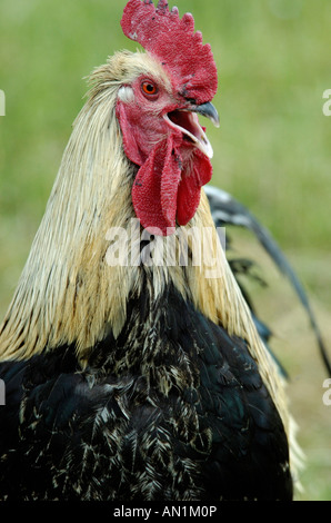 Galli e galline Poulet Haushuhn pollo ruspante Gallus gallus domesticus Huhn Foto Stock