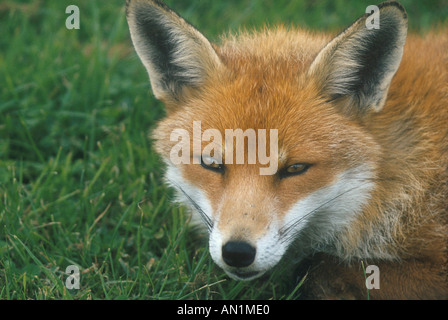 Unione Red Fox V vulpes Close up della testa Foto Stock