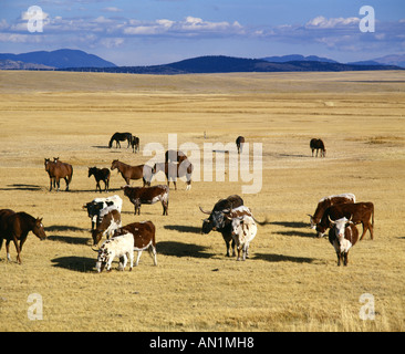 LONGHORN CROSS BOVINI DA CARNE E cavalli al pascolo pascolo IN COLORADO Foto Stock