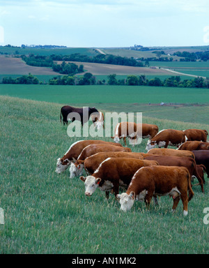 HEREFORD vacche con tori di MAGNUM E HEREFORD-MAGNUM CROCE VITELLI / Nebraska Foto Stock