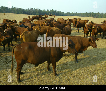 SANTA GERTRUDIS BOVINI GEORGIA Foto Stock