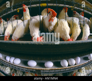 Casa di strato con 22 settimane vecchio DEKALB GALLINE SCURO PENNSYLVANIA Foto Stock