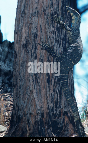 Monitor di pizzo, comune ad albero monitor (Varanus varius), arrampicata su un albero Foto Stock