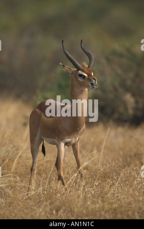 Gerenuk Litocranius walleri Samburu Kenya Foto Stock