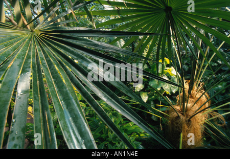 Uomo vecchio palm (Coccothrinax crinita), leaf Foto Stock