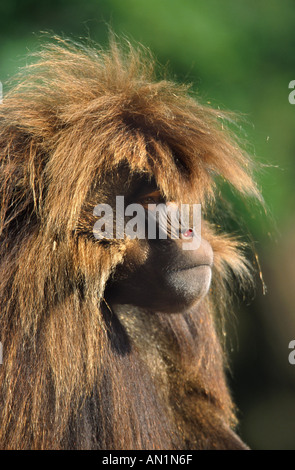 (Gelada Theropithecus gelada), ritratto Foto Stock