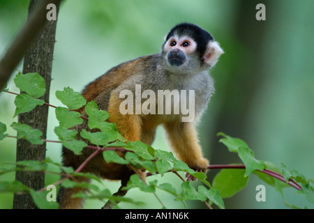 Bolivianisches nero Totenkopfaeffchen tappate Scimmia di scoiattolo Totenkopfaffe Foto Stock