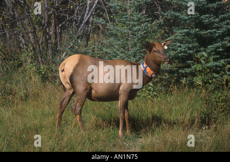 Alce Cervus elaphus femmina con collare radio Jasper Canada Foto Stock