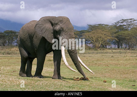 Elefante africano lo sniffing sterco di elefante del cratere di Ngorongoro, Tanzania Foto Stock