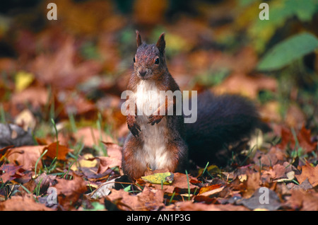 Eurasian scoiattolo rosso rovistando cibo al suolo della foresta Foto Stock