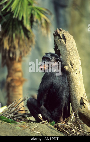 Zwergschimpanse Bonobo Bonobos Pan paniscus Foto Stock