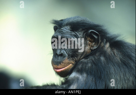 Zwergschimpanse Bonobo Bonobos Pan paniscus Foto Stock