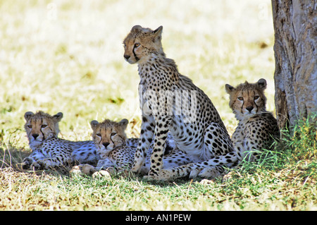 Il Gepard Cheetah cubs junge Acinonyx jubatus Masai Mara NP Kenia Afrika Foto Stock