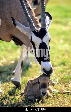 Neonato Gemsbok neugeborenes Oryx gazella gazella Foto Stock