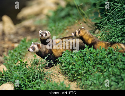 Iltisse Mustela putorius puzzola europea Foto Stock