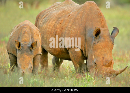 Femmina di rinoceronte bianco Ceratotherium simum con il pascolo di vitello a Savannah Mount Etjo Namibia Africa Foto Stock