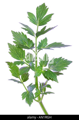 Giardino levistico sementi della vescica Levisticum officinale foglie fogliame Foto Stock