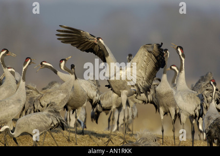 Gru comune grus grus Graukranich Europa Tiere animali Vogel Voegel uccelli kranich gru Foto Stock