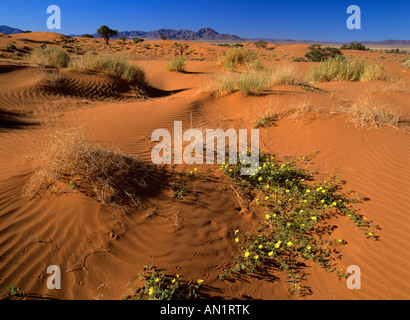 Dune e fiori di colore giallo nel deserto del Namib Rand Riserva Naturale della Namibia in Africa Foto Stock