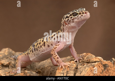 Leopard Gecko fotografato in cattività Foto Stock
