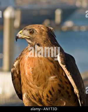 Red tailed Hawk ritratto seduto al sole Foto Stock