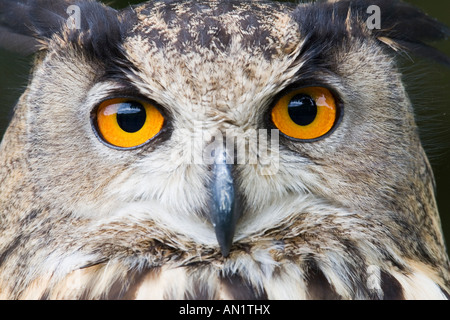 Unione o gufo reale Bubo bubo captive Foto Stock