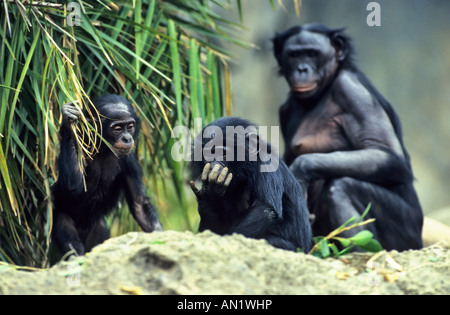 Zwergschimpanse Bonobo Bonobos Pan paniscus Foto Stock