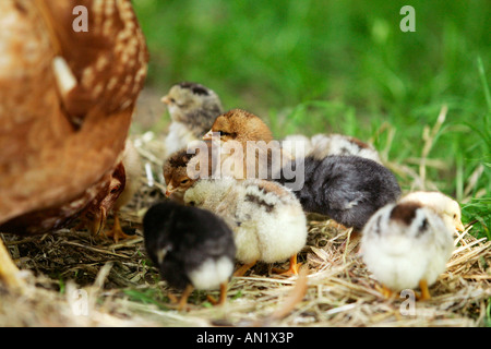 Haushuhn mit Kueken polli domestici Poulet Gallina femmina Henne pollo ruspante Gallus gallus domesticus Huhn Foto Stock