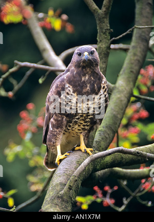 Maeusebussard Buteo buteo poiana eurasiatica [Buteo buteo] Foto Stock