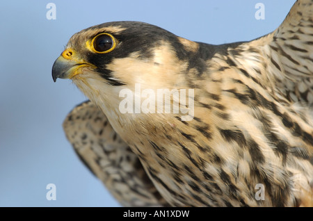 Hobby Baumfalke Eurasian Hobby Falco Subbuteo® Europa Greifvogel Uccelli di pregare Greifvoegel Foto Stock