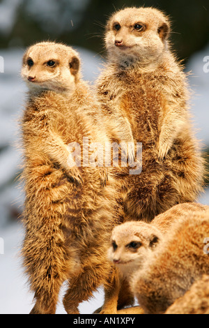 Erdmaennchen Suricate suricatta Captive Germania maennchen machen Gruppe Waermelampe inverno Foto Stock