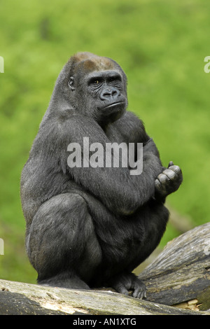 Flachlandgorilla Gorilla gorilla Gorilla occidentale Westgorilla Menschenaffe Flachland Westerngorilla Gorilla Foto Stock