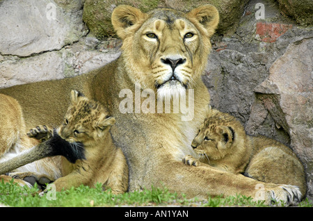 Asiatischer Löwe Panthero leo persica asiatico Jungtiere Lion Foto Stock