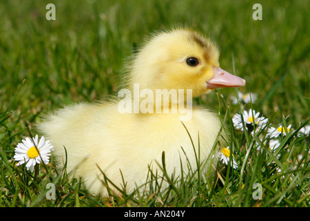 Entenkueken kueken Hausente Anatra Anatra domestica anatroccoli Foto Stock