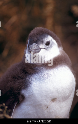 Magellanic Penguin chick Junger Magellan Pinguin Sphensiscus magellanicus Foto Stock