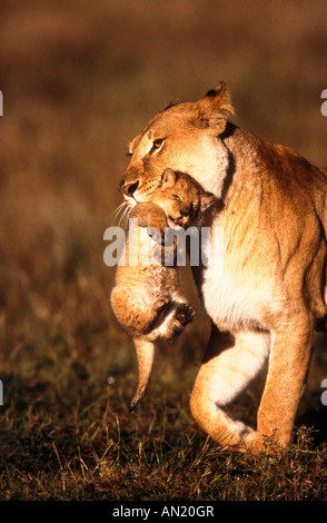 Loewe Loewin Mutter mit Jungem Lion madre e cub Afrika africa Foto Stock