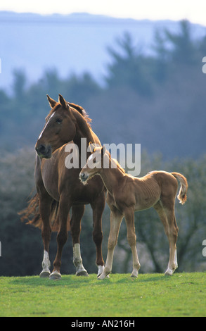 Westfalen vestfaliano Westfalia Cavallo Foto Stock