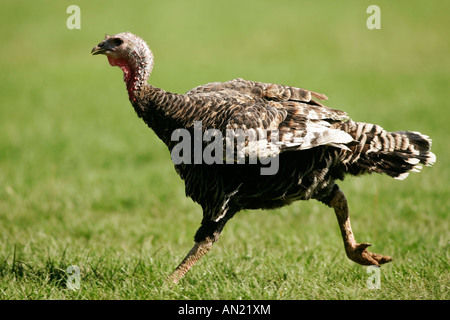 La Turchia domestico Meleagris gallopavo domestica Haustruthuhn Truthahn Foto Stock