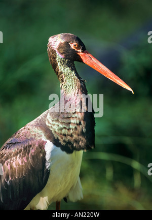 Schwarzstorch Ciconia nigra Cicogna Nera Foto Stock