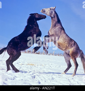 Il frisone cavallo e Shagya cavalli arabi Foto Stock