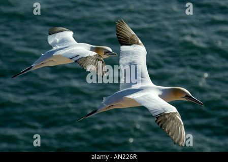 Basstoelpel sula bassana Northern Gannet Morus bassanus Foto Stock