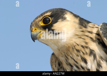 Hobby Baumfalke Eurasian Hobby Falco Subbuteo® Europa Greifvogel Uccelli di pregare Greifvoegel Foto Stock