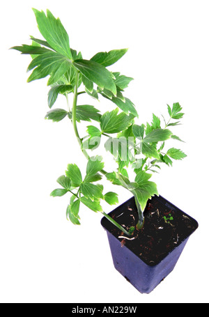 Giardino levistico sementi della vescica Levisticum officinale pianta in vaso Foto Stock
