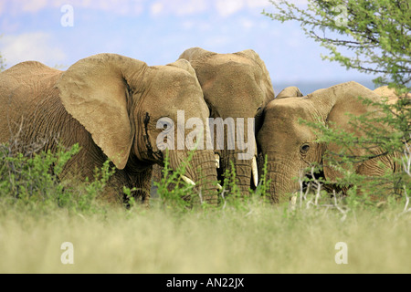 Afrikanische Elefanten elefanti africani Loxodonta africana Namibia Foto Stock