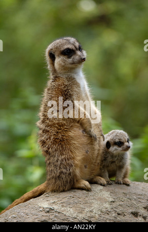 Erdmaennchen suricatta suricatta slanciata meerkat codato afrika africa Foto Stock