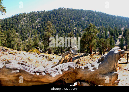 Bristlecone Pine Forest Pinus aristata più antiche le cose viventi sulla terra quasi 5000 anni di alberi in questa foresta USA Foto Stock