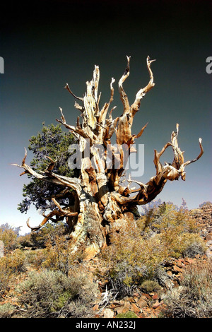 Bristlecone Pine Pinus aristata uno dei più antichi le cose viventi sulla terra quasi 5000 anni USA California White Mountains Foto Stock